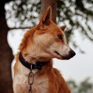 bay area dog training
