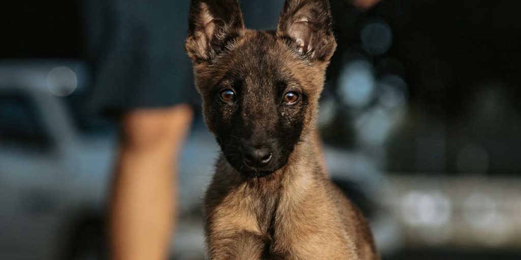 Spectrum Canine training