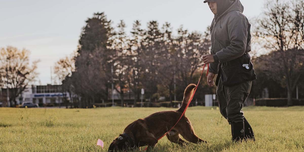 Spectrum Canine trainer and dog working outdoors