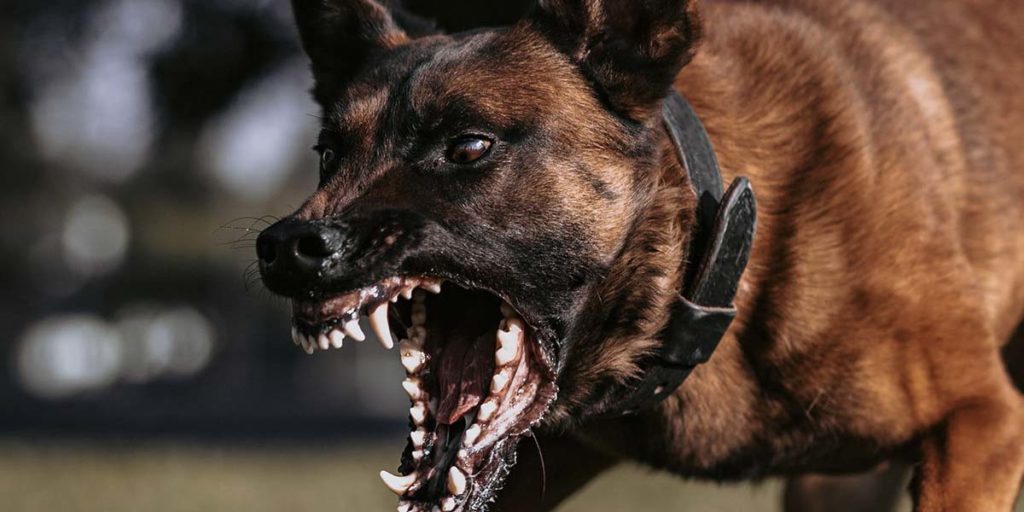 Spectrum Canine training