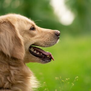 dog training in the Bay Area