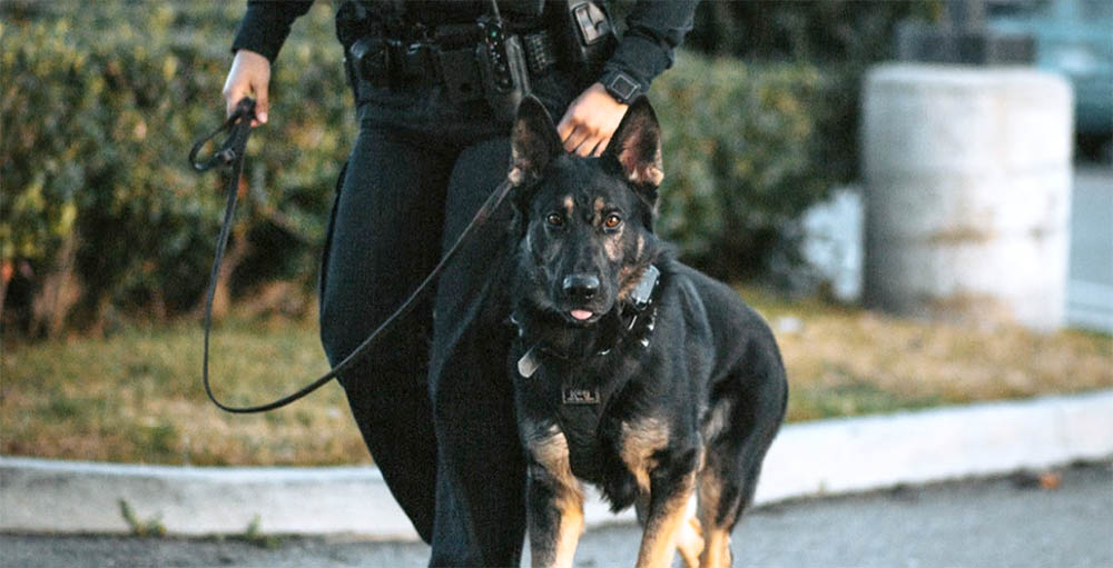 Spectrum Canine training
