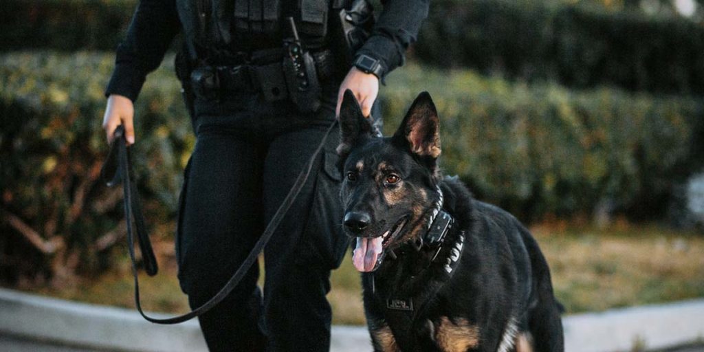We train k9 dogs for police work.