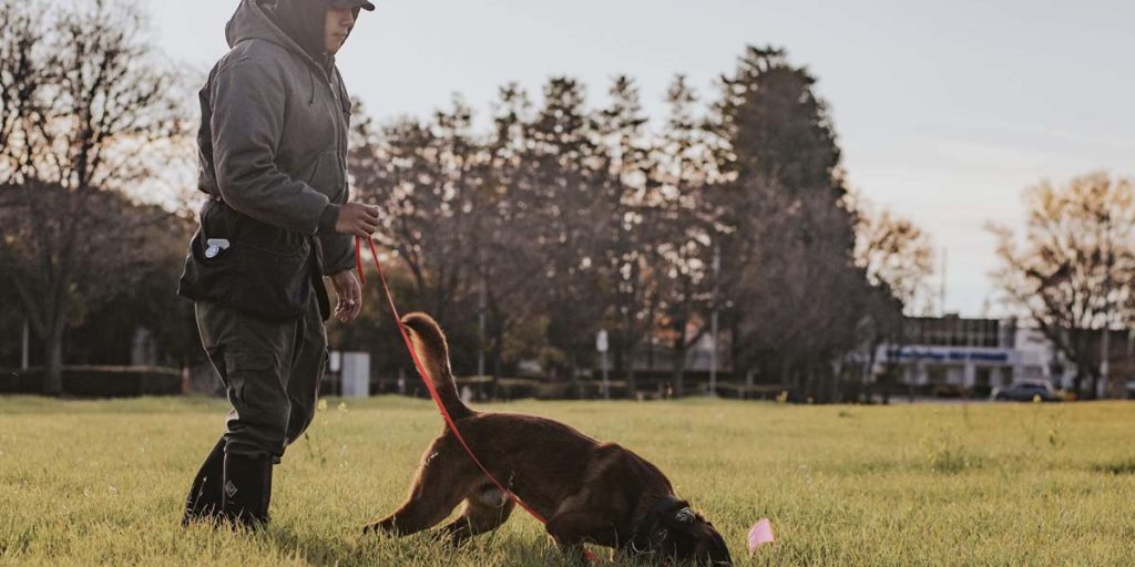 Spectrum Canine training