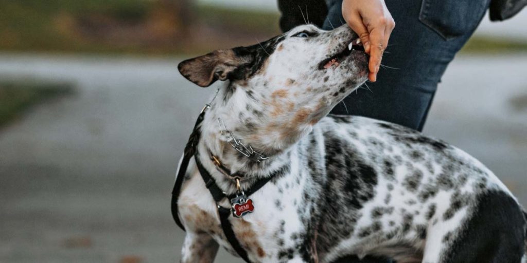 Spectrum Canine training
