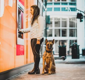 dog training