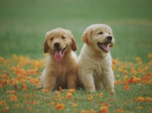 Are Dog Training Apps Worth It