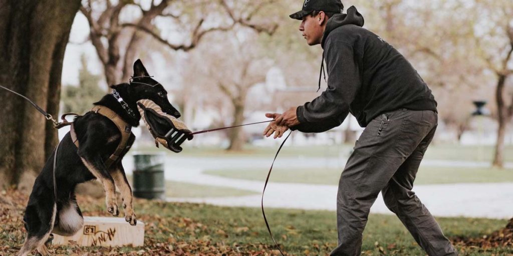 Spectrum Canine training