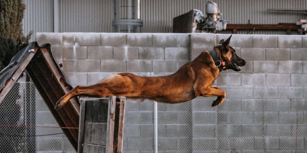 Spectrum Canine training