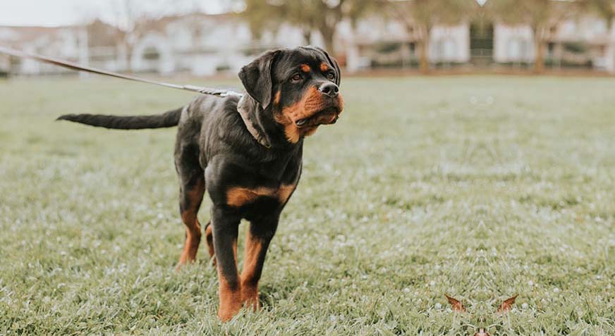 Spectrum Canine training